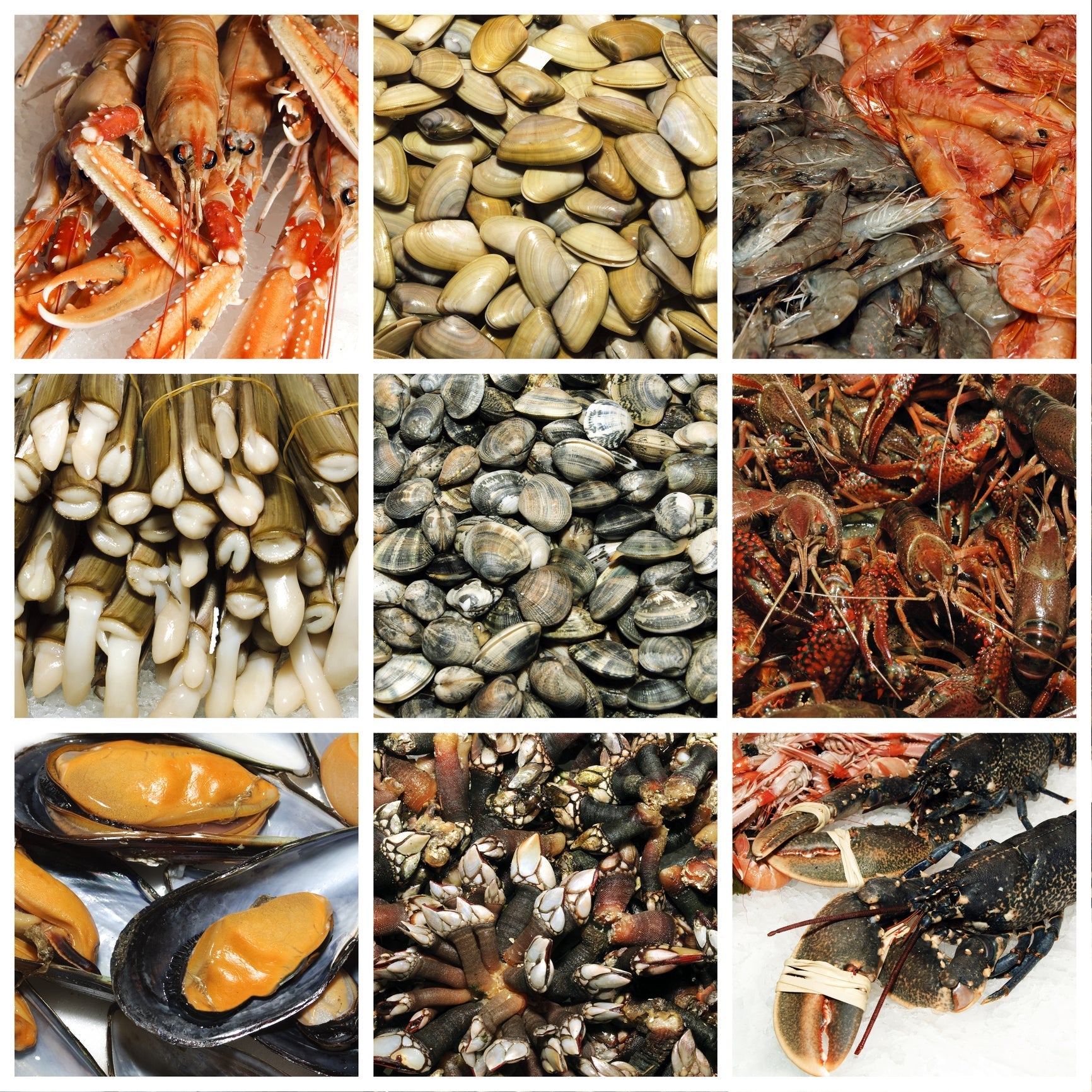 10 Sustainable Seafood Facts You Need to Know - Global Seafoods North America