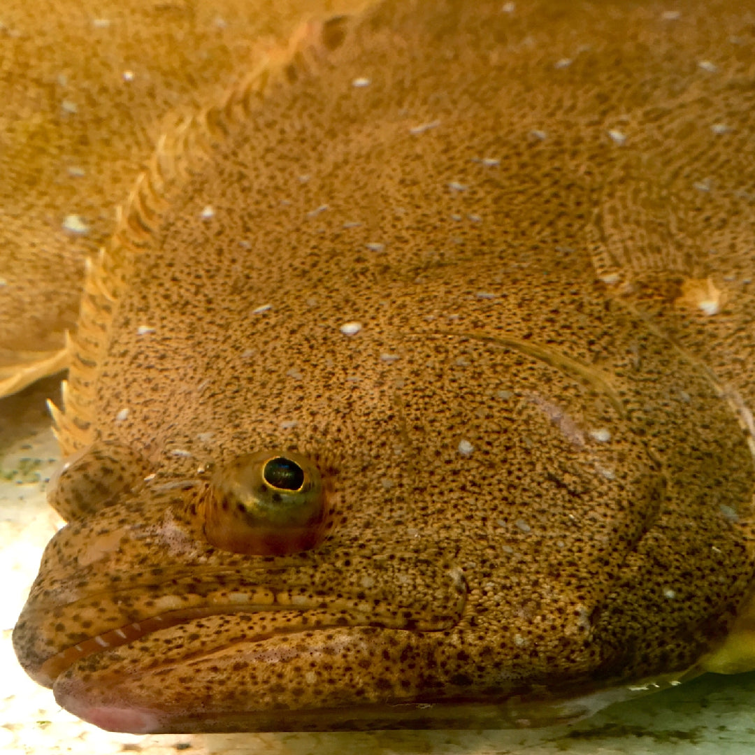 The Ultimate Guide to Buying Fresh Petrale Sole Online