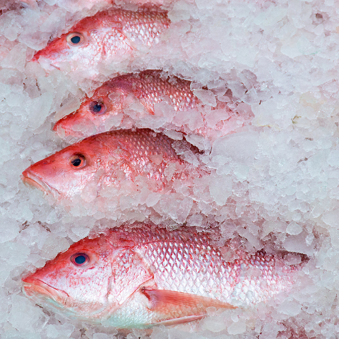 10 Sustainable Seafood Tips to Save Our Oceans and Our Palates