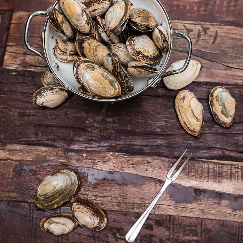Freshly dug Maine softshell clams in a cooking pot placed on a wooden table, with corn on the cob arranged beside it, ready for a seafood boil
