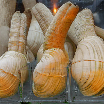 Живой моллюск Геодак — Премиум-качество от Global Seafoods